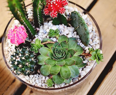 仙人掌植物设计(圖9)-速報App
