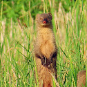 Grey Mongoose