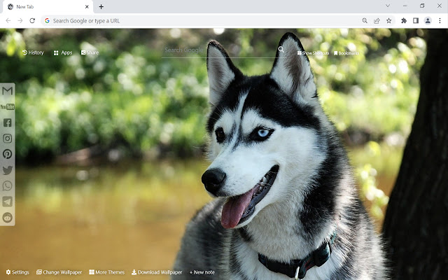 Husky Wallpaper chrome extension