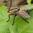 Housefly