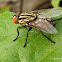 Housefly