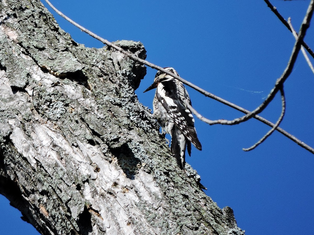 female yellow-bellied sapsucker