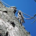 female yellow-bellied sapsucker