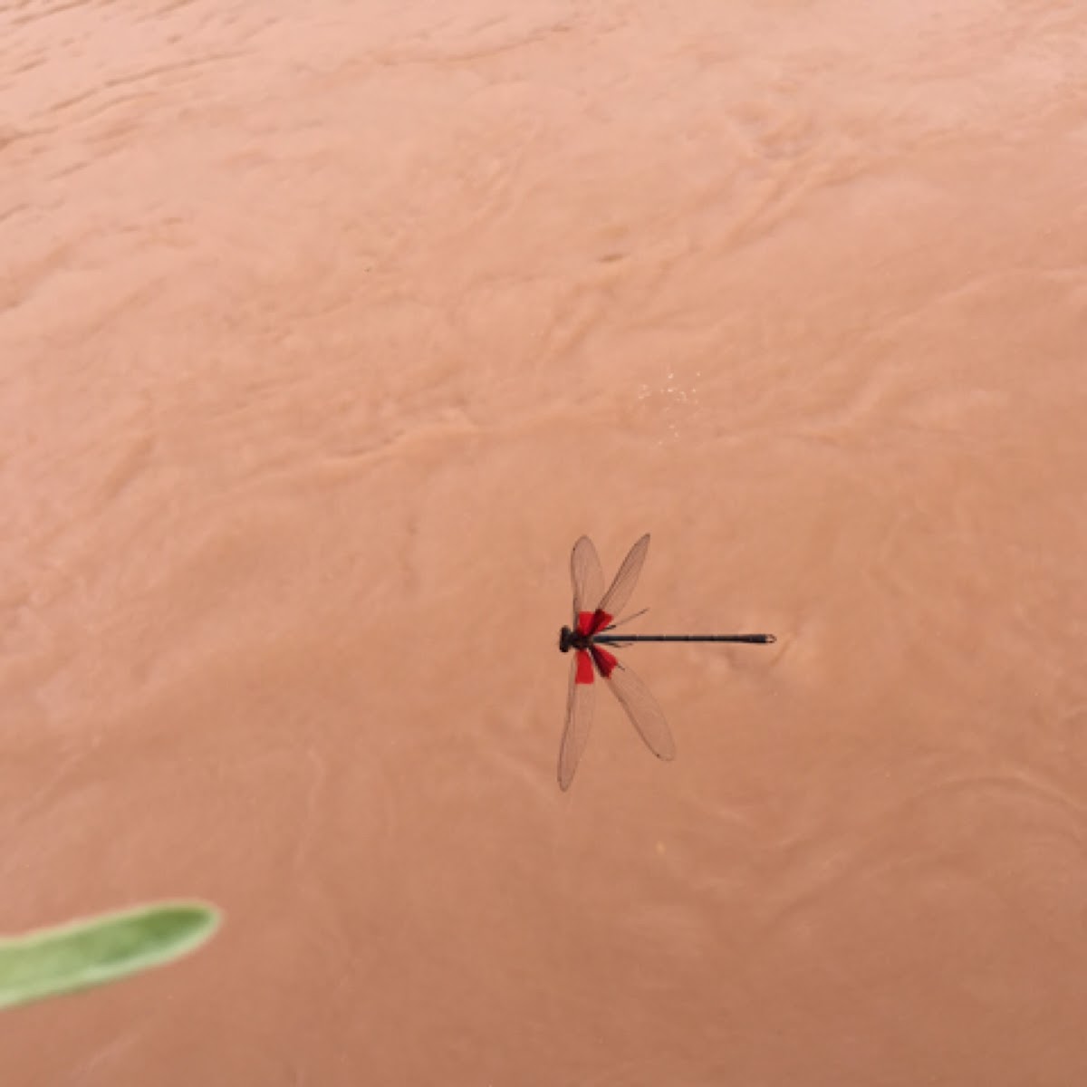 American Rubyspot