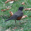 American Robin