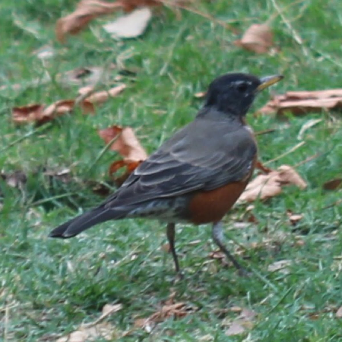 American Robin