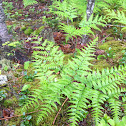 Bracken fern