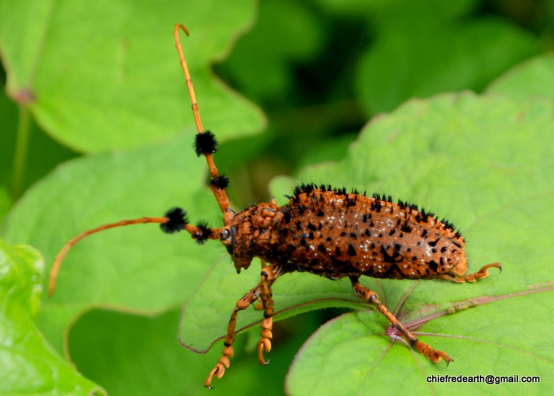 Common Tuft Bearing Longhorn