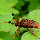 Common Tuft Bearing Longhorn