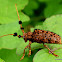 Common Tuft Bearing Longhorn