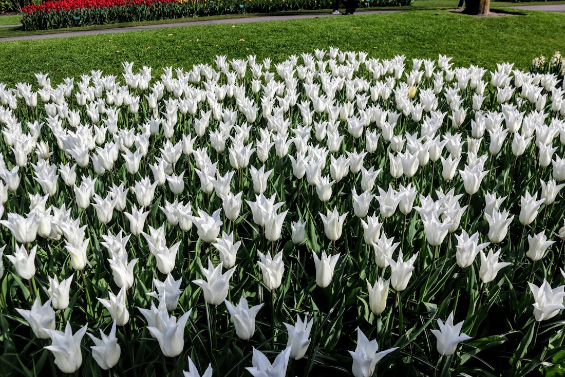 Парк Keukenhof, Ouddorp и Rotterdam "на закуску" - апрель 2017