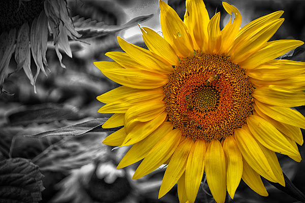 Giallo Girasole di luly972