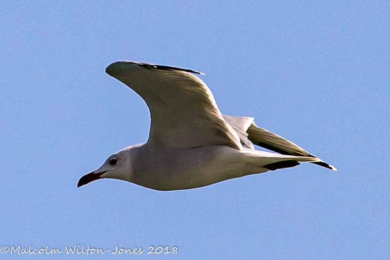 Audouin's Gull; Gaviota de Audouin