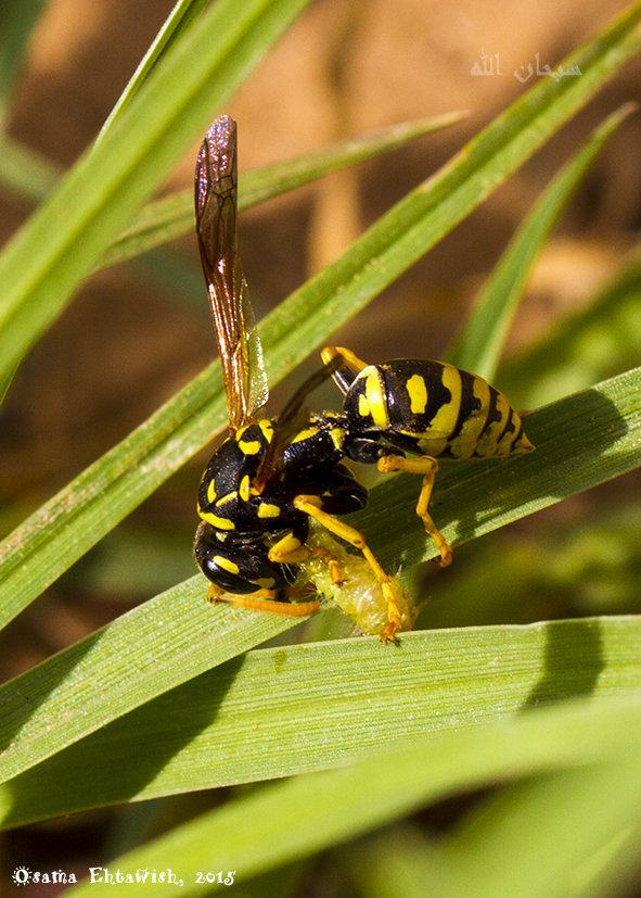 Wasp