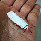 Red Costate Tiger Moth