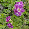 Chinese Violet