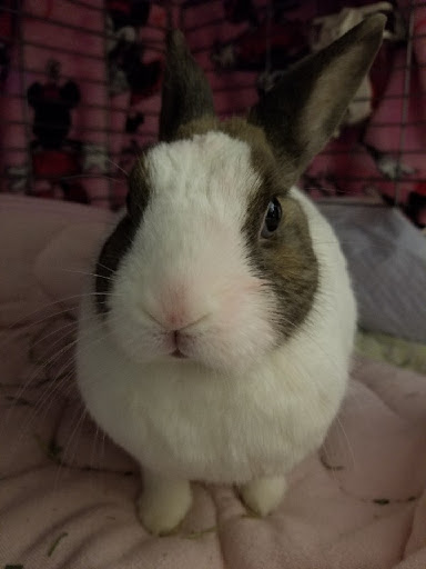 AME☆