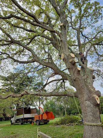 Recent Tree Work  album cover