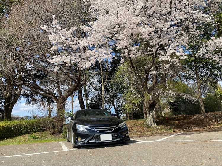 マークXの桜と愛車・4月もよろしくお願い致します🌸・桜シーズン開幕・ドライブに関するカスタム事例の投稿画像1枚目