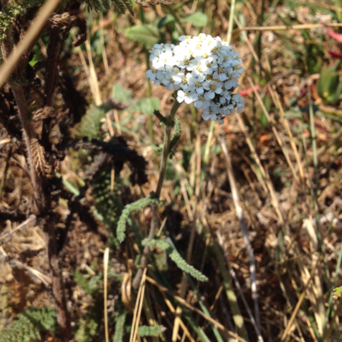 Yarrow