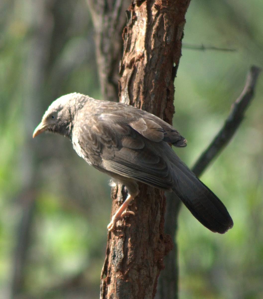 Jungle Babbler