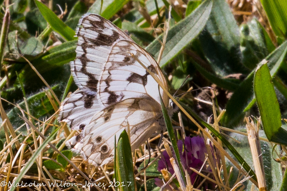 Iberian Marbled White