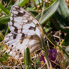 Iberian Marbled White