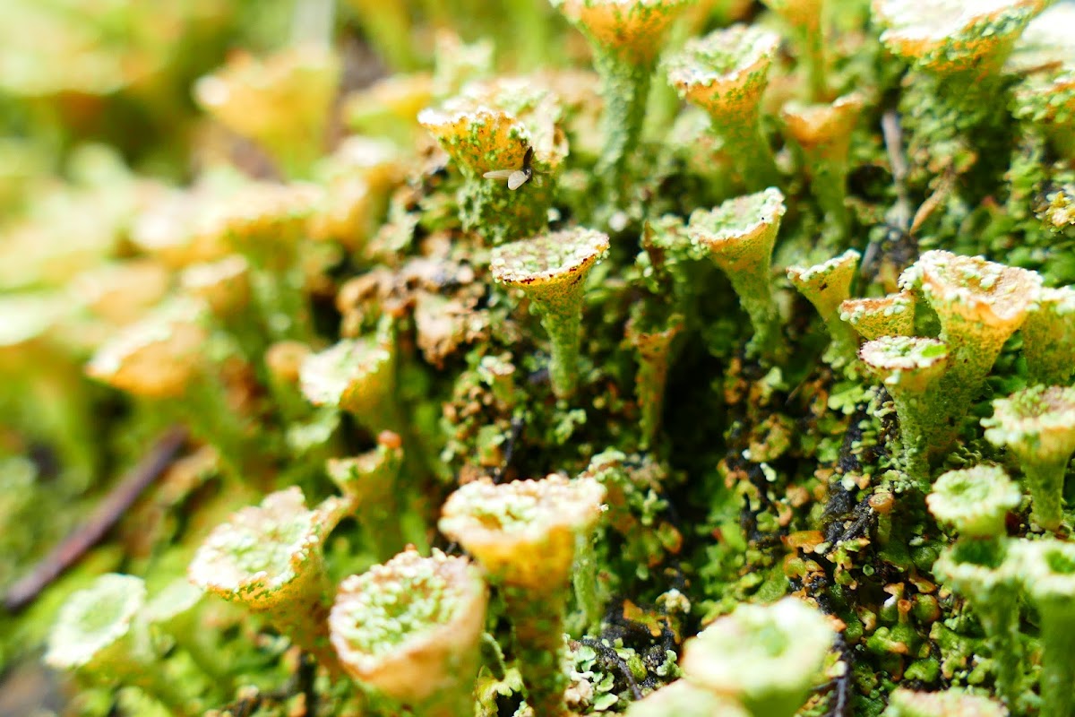 Cladonia pyxidata