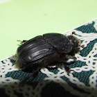 Dung Beetle