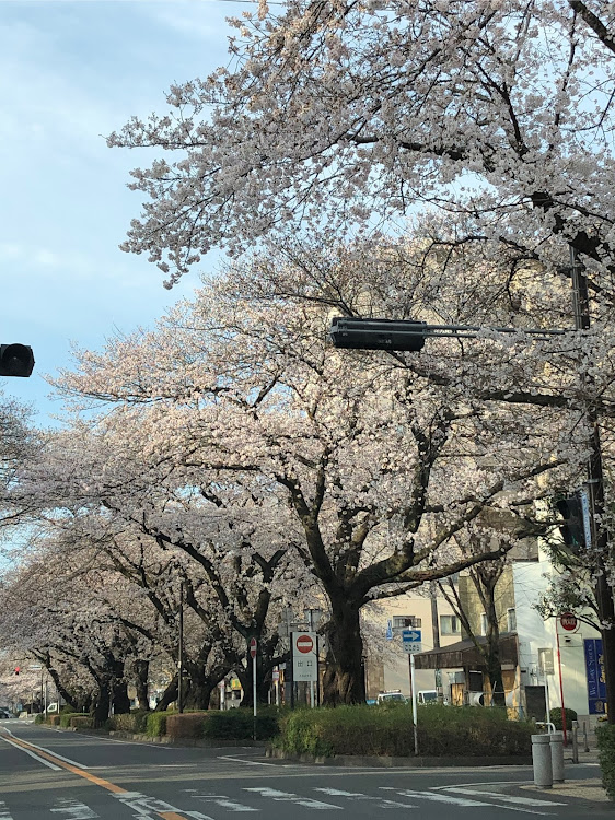 ゴルフの車高リセッティングしないとなぁ・通勤で毎日🌸花見😊に関するカスタム事例の投稿画像3枚目