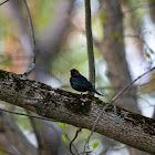 Brown-Headed Cowbird