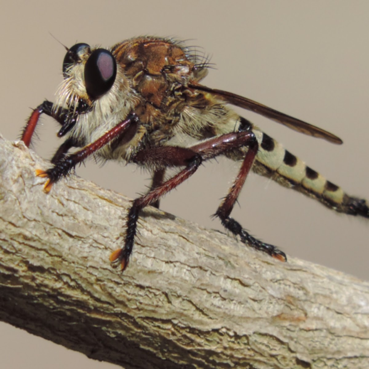 Robber Fly