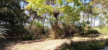 maison à Lege-cap-ferret (33)