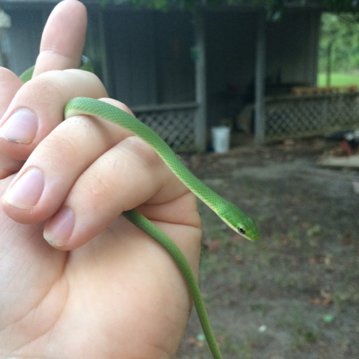 Rough green snake