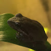 Pacific Treefrog