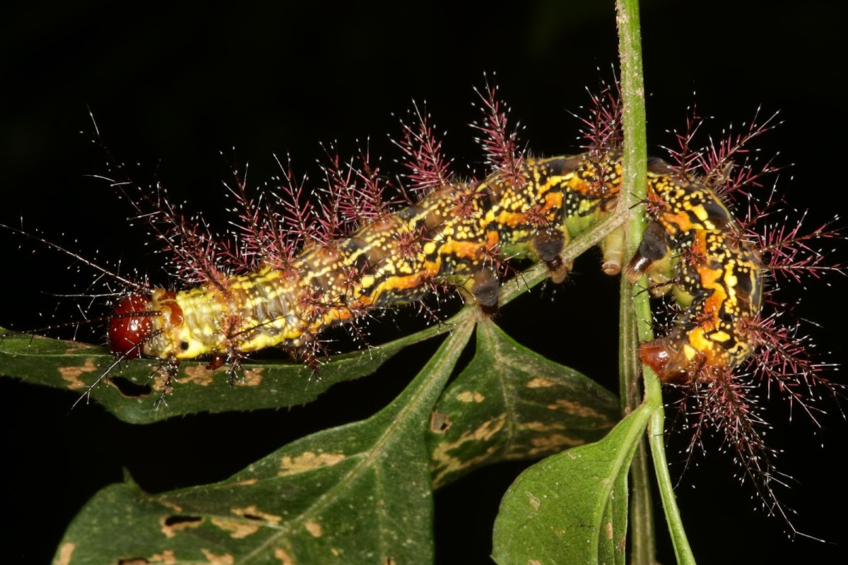 Saturnid caterpillar