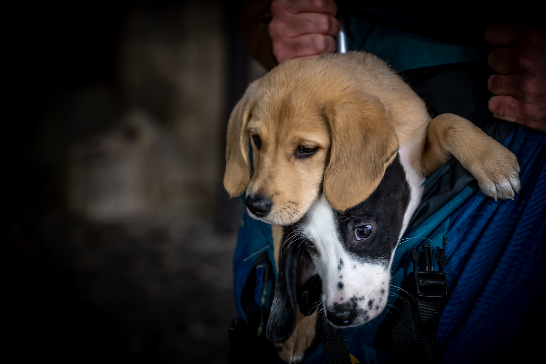 Cuccioli in borsa di Alduccio