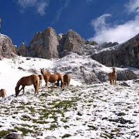 Cavalli liberi sulle Dolomiti di 