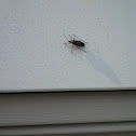 Boxelder bug