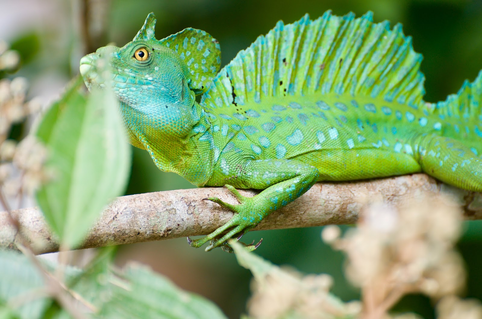 Lizard on branch