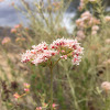 California Buckwheat