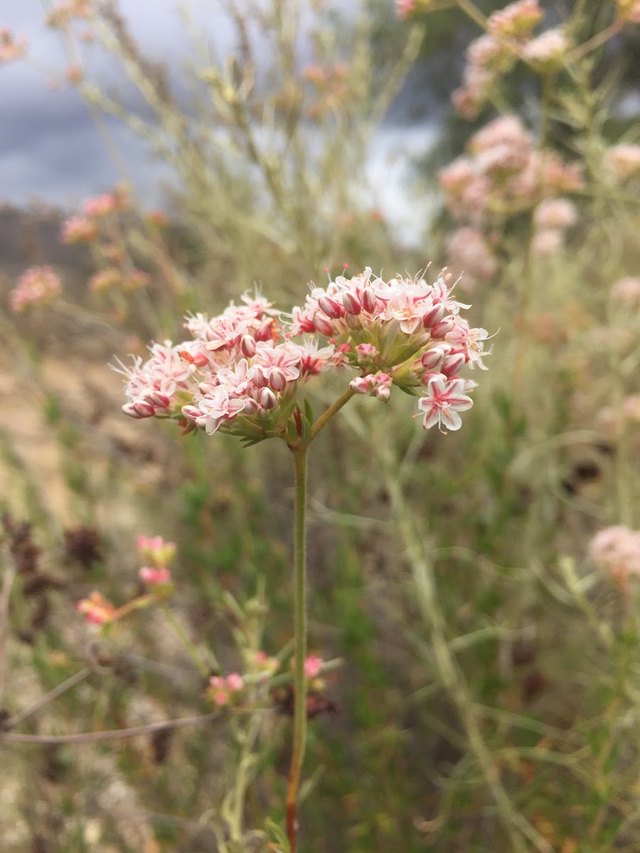 California Buckwheat