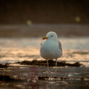 Yellow-billed bird