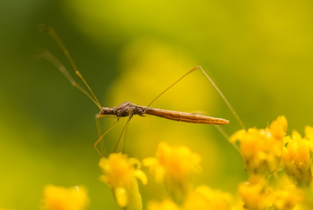 Stilt-legged Bug