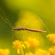 Stilt-legged Bug