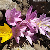 Checkered colchicum