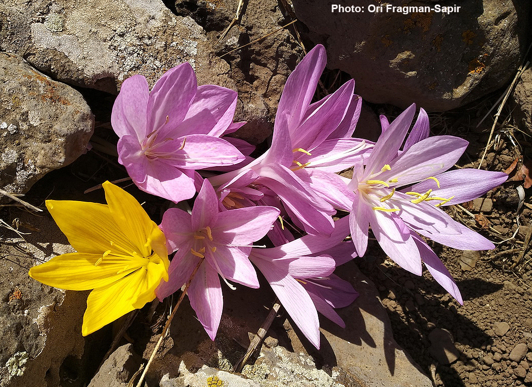 Checkered colchicum