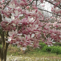 La natura non si ferma davanti al Covid di AlbertoG