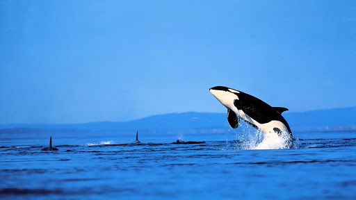 Orca Live Wallpaper