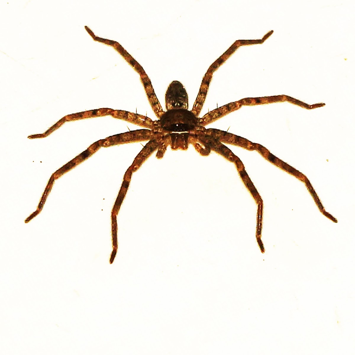 Cane Spider